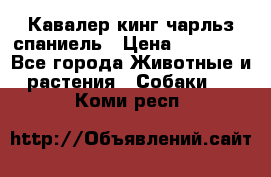 Кавалер кинг чарльз спаниель › Цена ­ 50 000 - Все города Животные и растения » Собаки   . Коми респ.